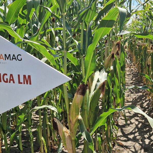 HANGA LM 2024.07.24