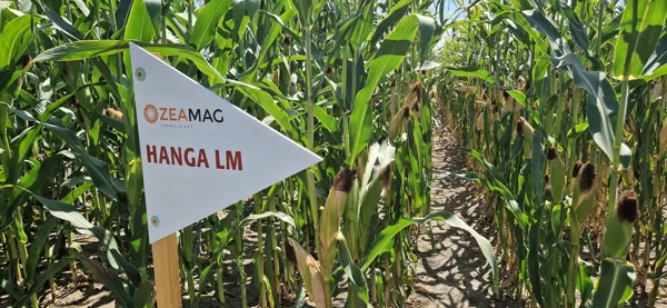 HANGA LM 2024.07.24